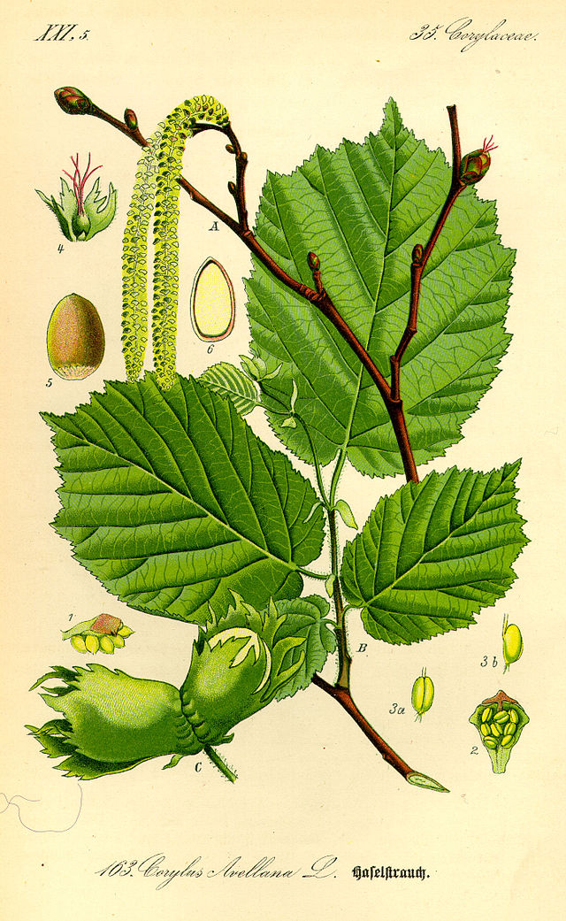 avellano