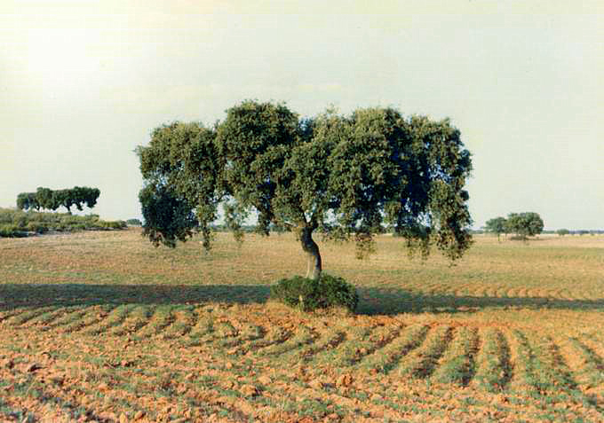 encina