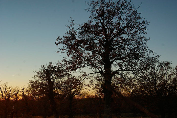 Roble