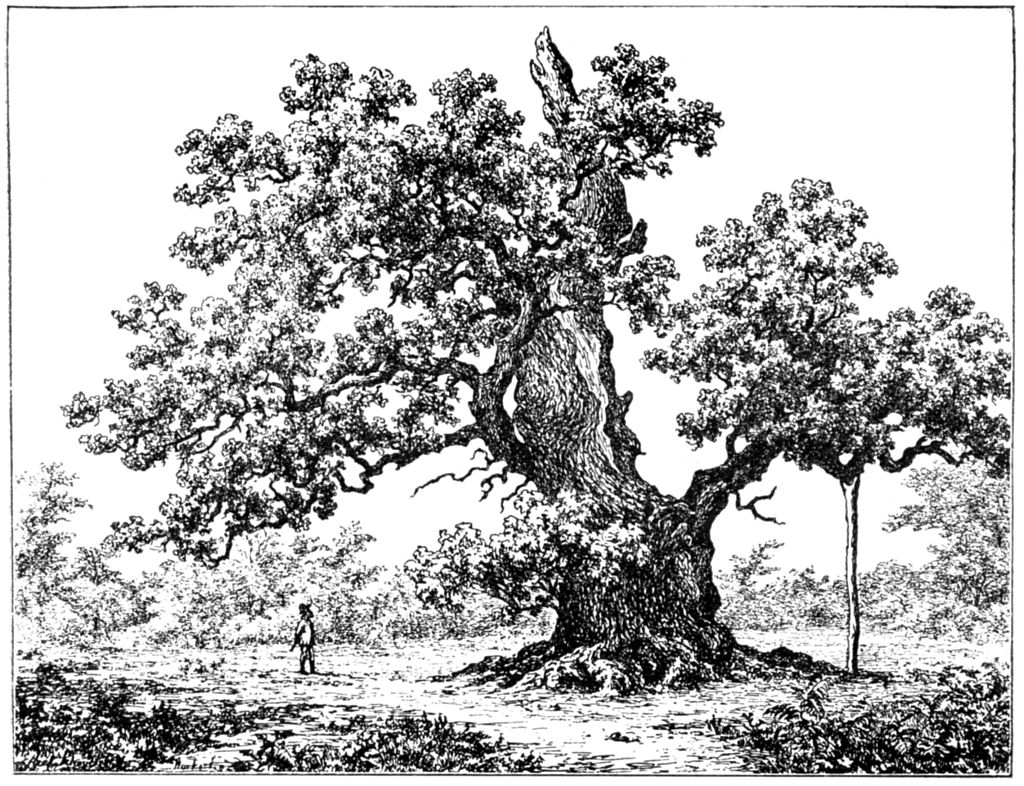 roble-dibujo
